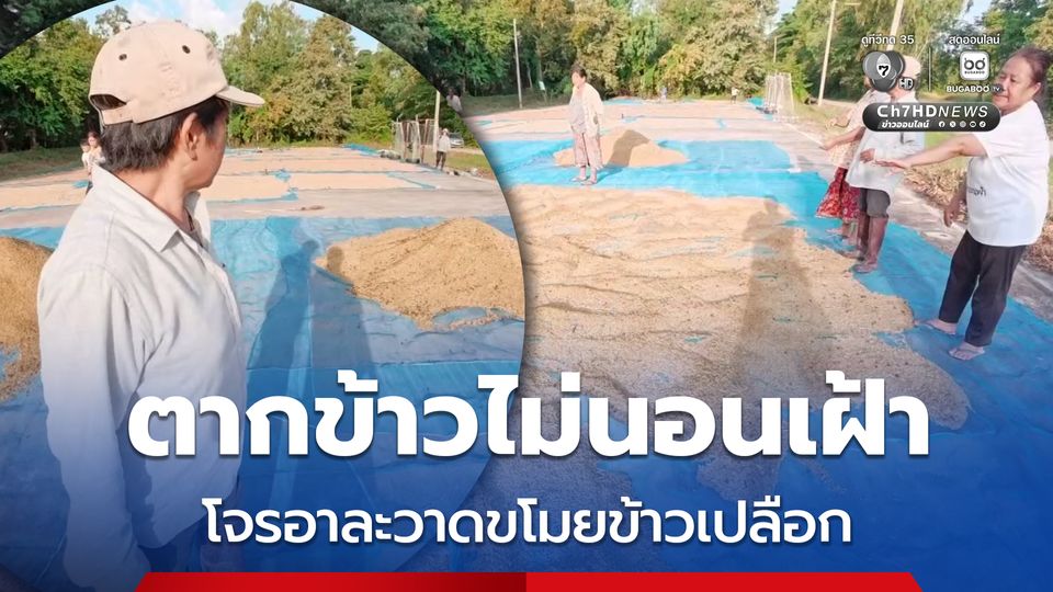 ชาวนาวสุดช้ำ ตากข้าวไม่นอนเฝ้า ถูกโจรอาละวาดขโมยข้าวเปลือก