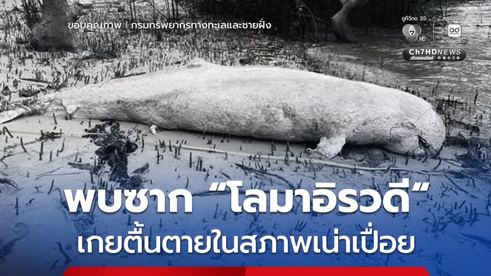 พบซาก “โลมาอิรวดี” เกยตื้นตายในสภาพเน่าเปื่อย