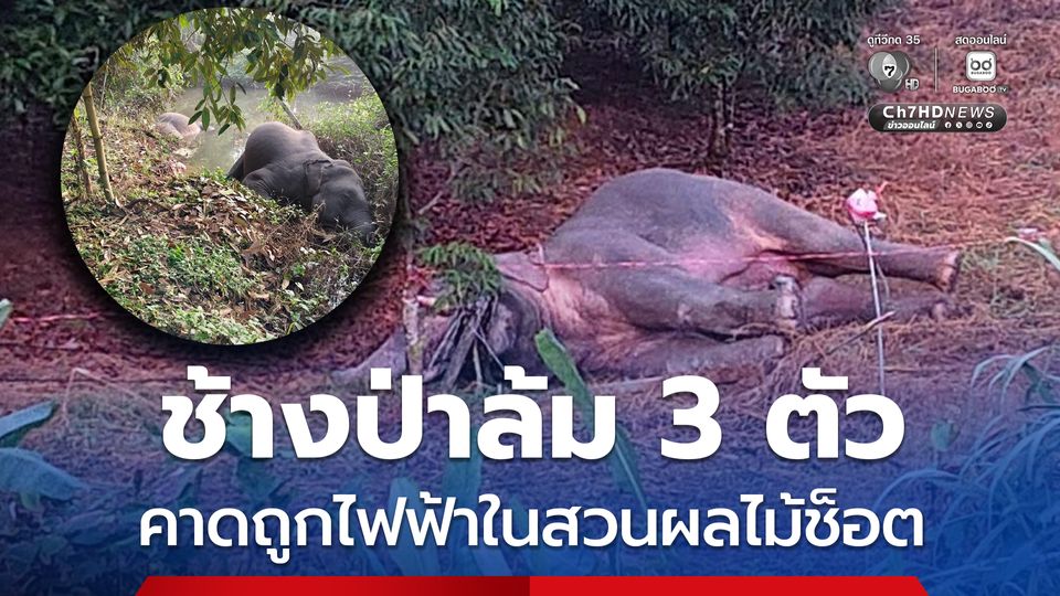 ช้างป่าล้ม 3 ตัว คาดถูกไฟฟ้าในสวนผลไม้ช็อต