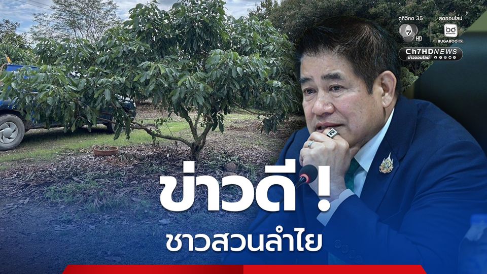 ข่าวดี ชาวสวนลำไย รับค่าพัฒนาสวน ตัดแต่งทรงพุ่มช่อผล อัตราไร่ละ 1,000 บาท ไม่เกิน 10 ไร่ต่อครัวเรือน