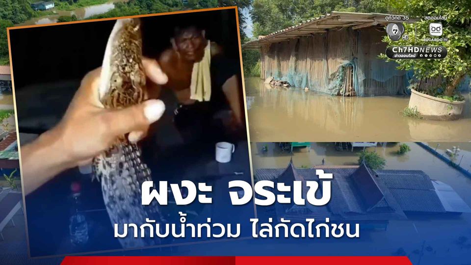 ชาวบางบาล ผงะ จระเข้ มากับน้ำท่วม ไล่กัดไก่ชน