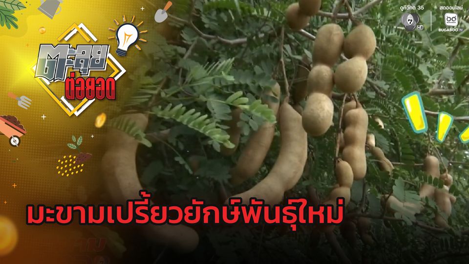 ตะลุยต่อยอด : มะขามเปรี้ยวยักษ์พันธุ์ใหม่