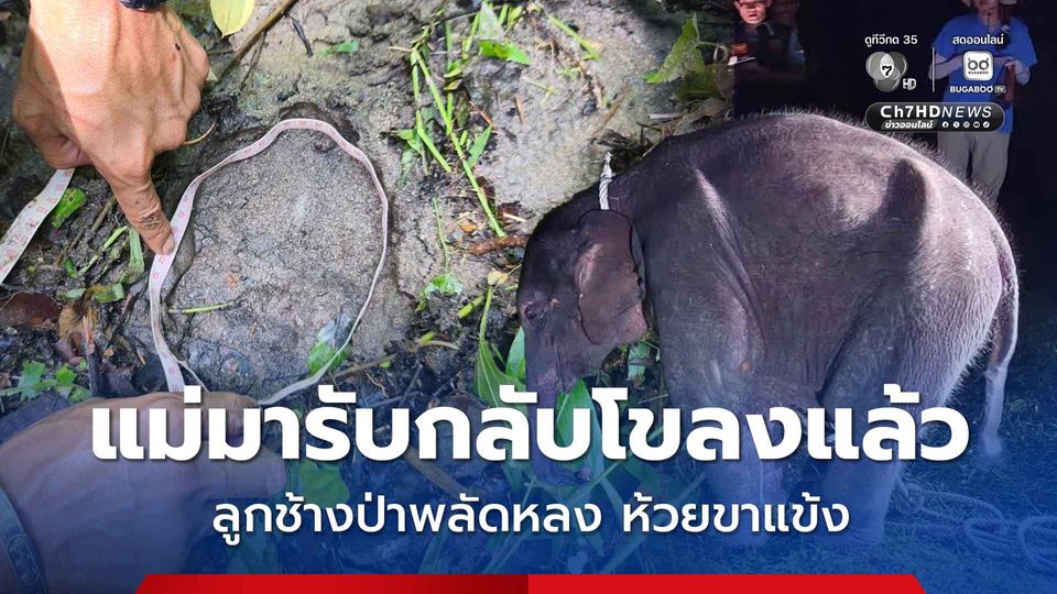 แม่มารับกลับโขลงแล้ว ! ลูกช้างป่าพลัดหลงห้วยขาแข้ง หลังปีนคอกเดินหายเข้าไปในป่า