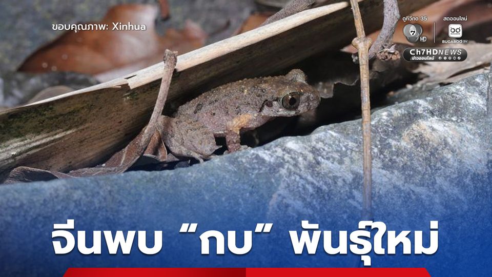 ทีมวิจัยจีน ค้นพบ “กบ” สายพันธุ์ใหม่ ตั้งชื่อ “กังฟู” แม้จะมีขนาดเล็ก