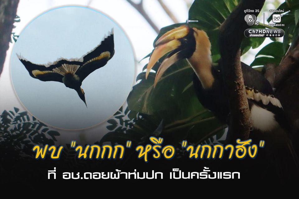 พบ “นกกก” หรือ “นกกาฮัง” ที่ อช.ดอยผ้าห่มปก เป็นครั้งแรก