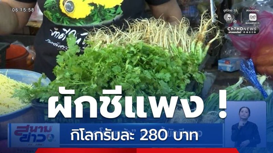 งดโรยหน้า ช่วงนี้ผักชีแพง สวนทางกับราคาข้าว ร่วงหนัก! ตกต่ำสุดในรอบ 20 ปี