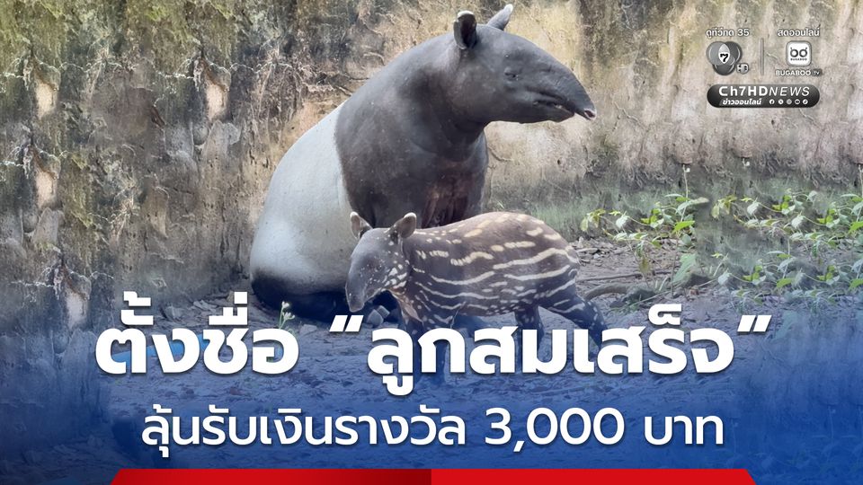 ตั้งชื่อ “ลูกสมเสร็จ” ลุ้นรับเงินรางวัล 3,000 บาท
