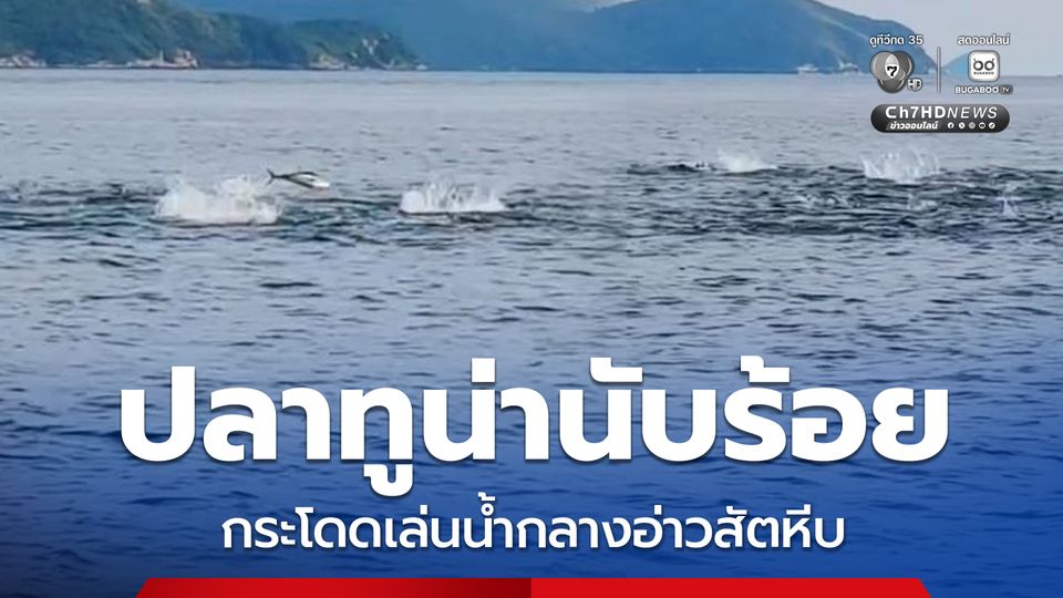 ปลาทูน่านับร้อย กระโดดเล่นน้ำกลางอ่าวสัตหีบ