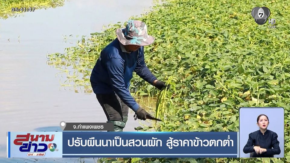 ปรับผืนนาเป็นสวนผัก สู้ราคาข้าวตกต่ำ