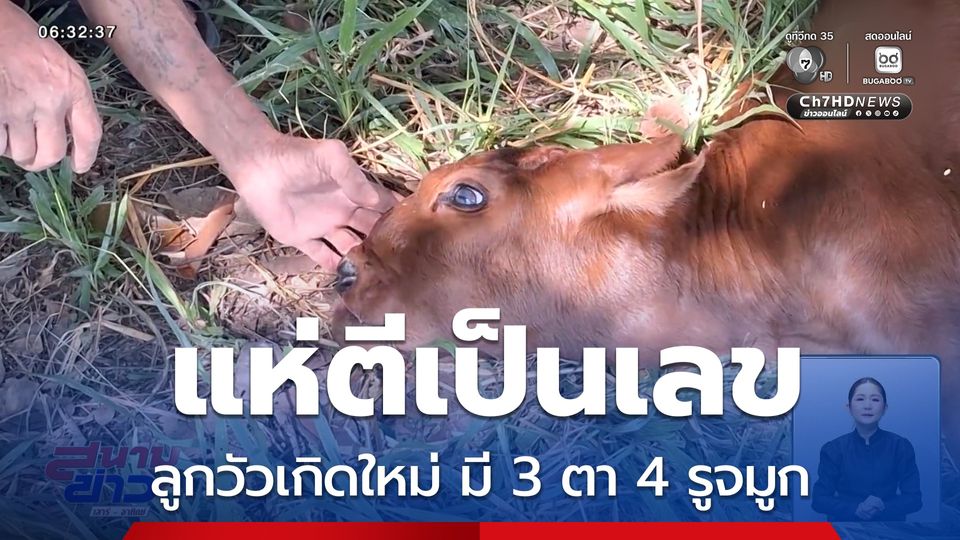 ลูกวัวเกิดใหม่ มี 3 ตา 4 รูจมูก ชาวบ้านแห่ตีเป็นเลข จ.ลำปาง