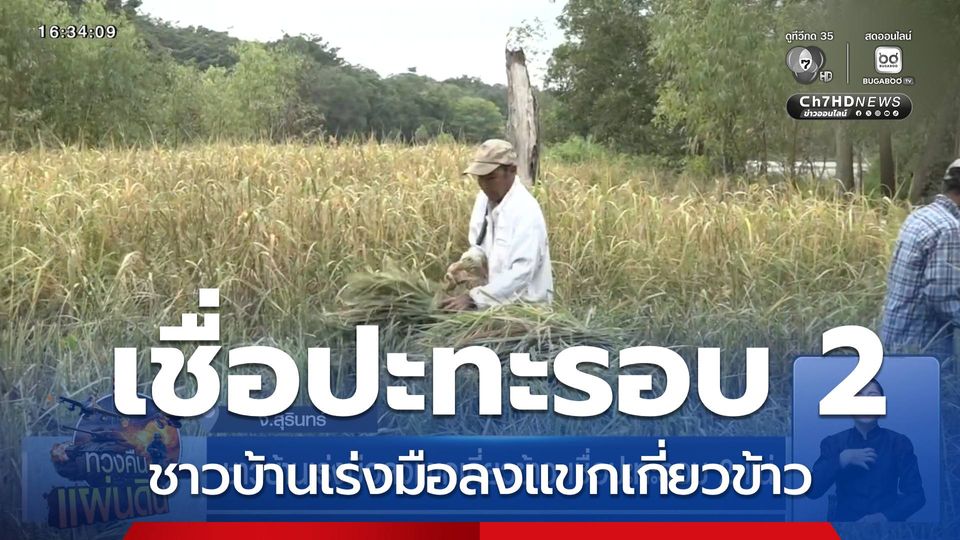ชาวบ้านเร่งมือลงแขกเกี่ยวข้าว เชื่อปะทะรอบ 2 แน่