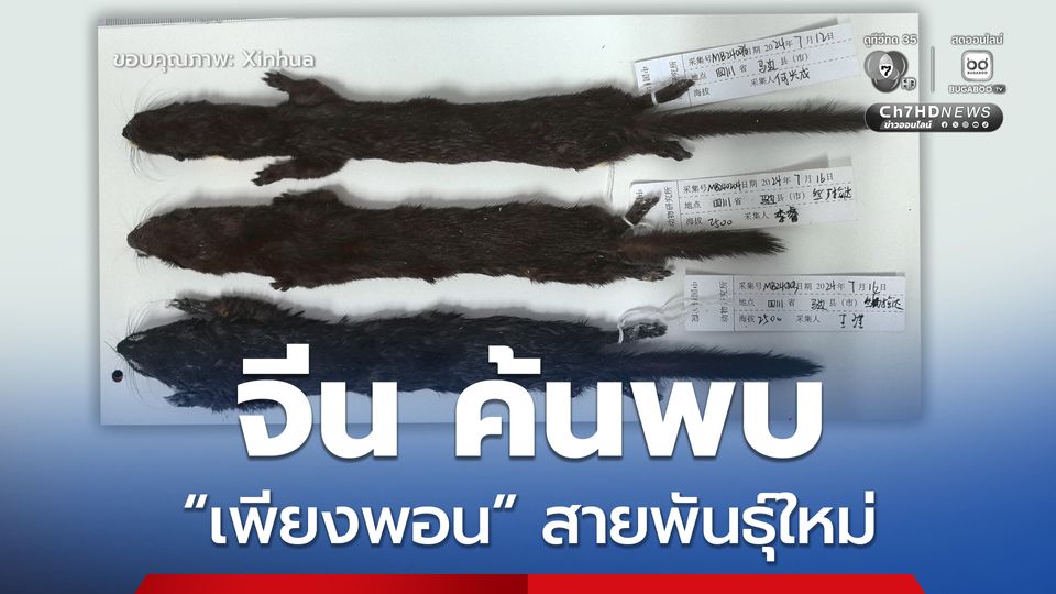 ทีมสำรวจจีน ค้นพบ “เพียงพอน” สายพันธุ์ใหม่ ในมณฑลเสฉวน ตั้งชื่อว่า “เพียงพอนม็อปบี”