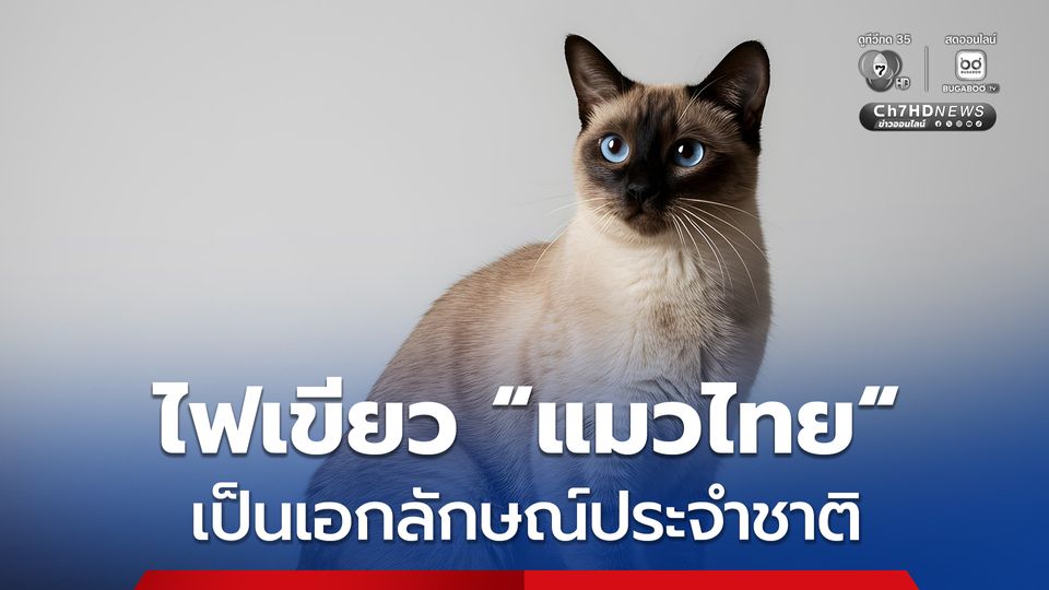 ครม. ไฟเขียว แมวไทย เป็นเอกลักษณ์ประจำชาติ ประเภทสัตว์เลี้ยง