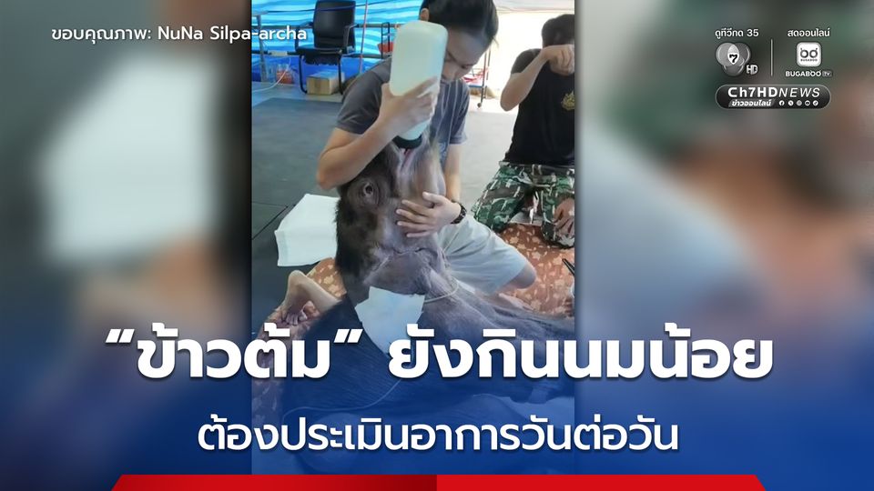 ลูกช้างป่า “ข้าวต้ม” ไม่ยอมแพ้ ล่าสุด ไม่มีภาวะน้ำตาลตก แต่ยังต้องประเมินอาการวันต่อวัน