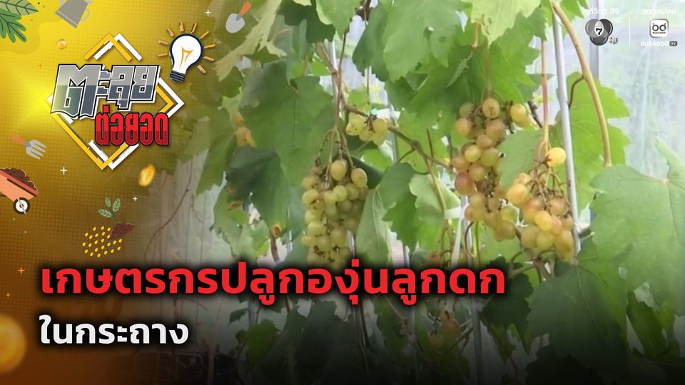 ตะลุยต่อยอด : เกษตรกรปลูกองุ่นลูกดกในกระถาง