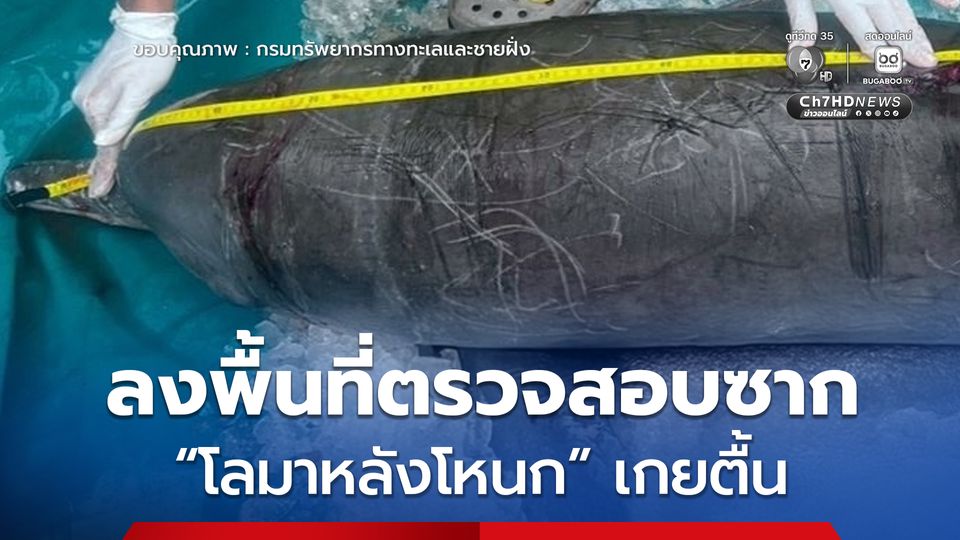 ศวอล. ลงพื้นที่ตรวจสอบซาก “โลมาหลังโหนก” เกยตื้น จ.สตูล เตรียมส่งชันสูตรหาสาเหตุการตาย