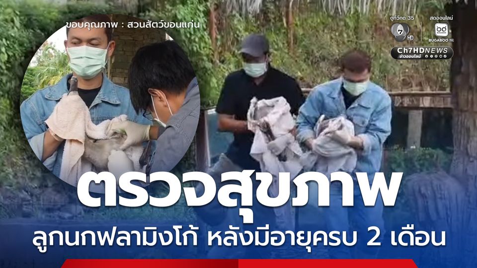 สวนสัตว์ขอนแก่นตรวจสุขภาพ ลูกนกฟลามิงโก้ หลังมีอายุครบ 2 เดือน