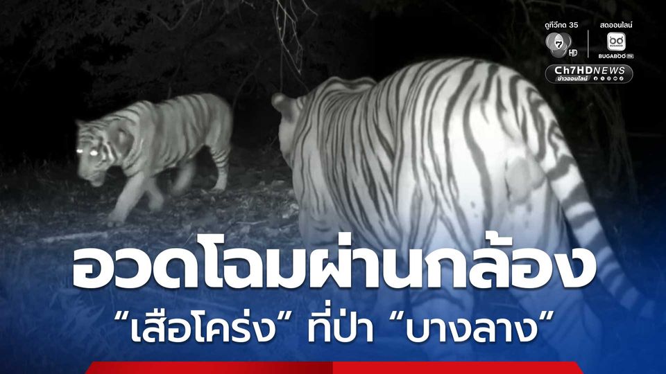 เสือโคร่งตัวใหญ่ เดินอวดโฉมผ่านกล้องดักถ่ายที่ป่าบางลาง