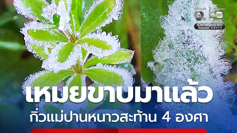 เหมยขาบมาแล้ว กิ่วแม่ปานหนาวสะท้าน 4 องศา