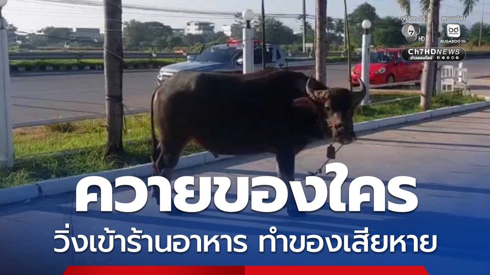 เจ้าของร้านอาหาร ตกใจ รีบแจ้งตำรวจ หลังควายเพศผู้เข้าไปในร้าน ทำให้ข้าวของภายในร้านเสียหาย