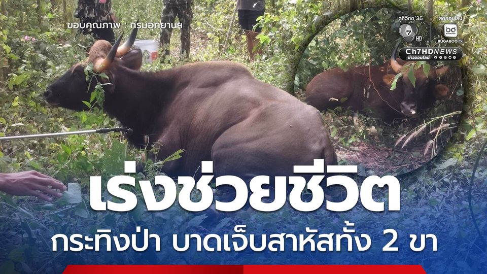 อช.ปางสีดา เร่งช่วยชีวิตกระทิงป่าถูกปืนผูก บาดเจ็บสาหัสทั้ง 2 ขา พบอาวุธนอกเขตอุทยาน เดินหน้าขยายผลหาผู้กระทำผิด