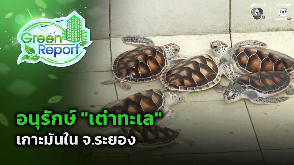 Green Report : อนุรักษ์ "เต่าทะเล" เกาะมันใน จ.ระยอง