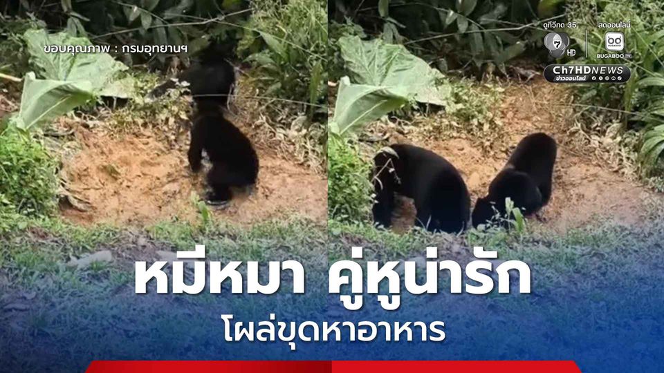 หมีหมา คู่หูน่ารัก โผล่ขุดหาอาหารในอุทยานแห่งชาติแก่งกระจาน