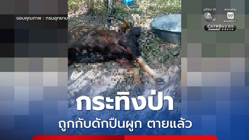 กระทิงป่าถูกกับดักปืนผูกบาดเจ็บสาหัสตายแล้ว อุทยานฯ ปางสีดา เร่งรวบรวมหลักฐานดำเนินคดี