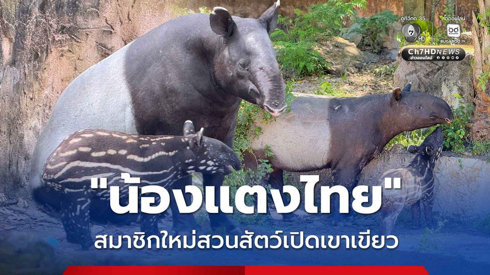 ได้ชื่อแล้ว แตงไทย ลูกสมเสร็จ สมาชิกใหม่สวนสัตว์เปิดเขาเขียว หลังนักท่องเที่ยวร่วมโหวตกว่า 9,000 คน