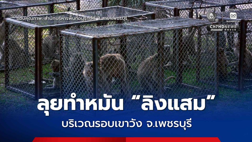 ลุยทำหมัน-เคลื่อนย้าย “ลิงแสม” รอบเขาวัง จ.เพชรบุรี แก้ไขปัญหาลิงสร้างความเดือดร้อนให้กับชาวบ้าน