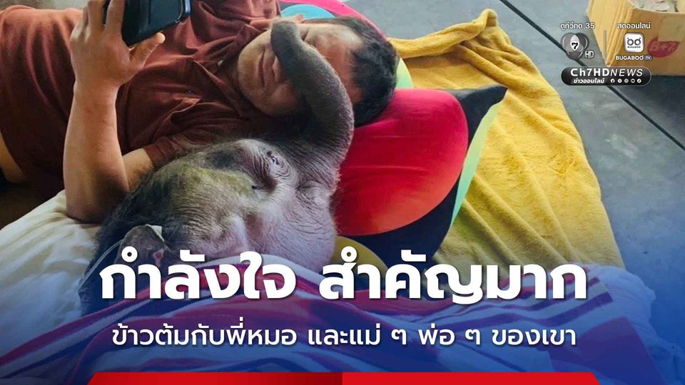 ลูกช้างข้าวต้มอาการดีขึ้น ไม่พบภาวะน้ำตาลตก