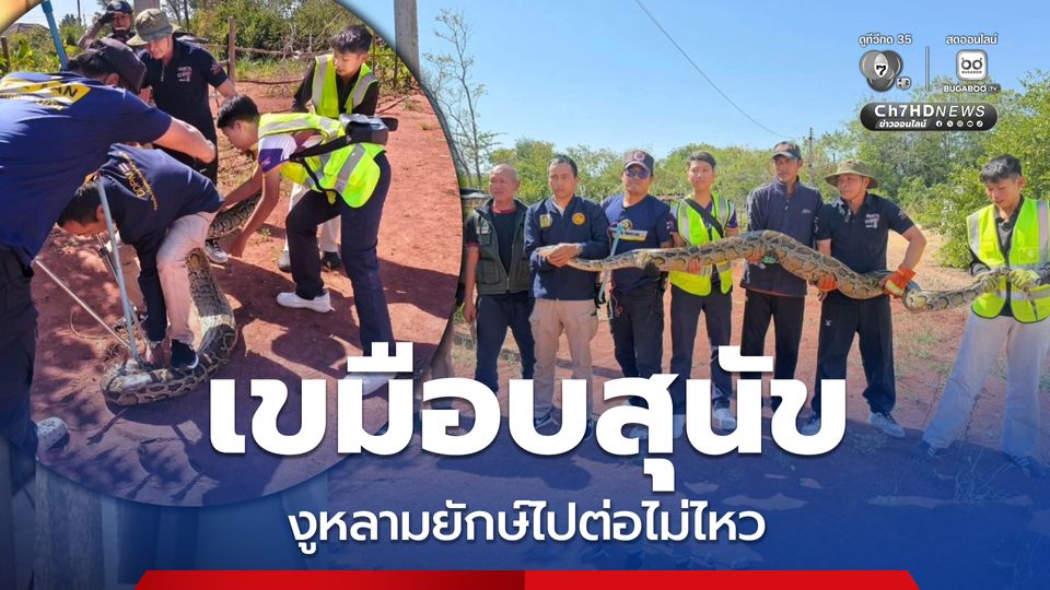 กู้ภัยช่วยจับช่วยงูหลามยักษ์ เขมือบสุนัขไปต่อไม่ไหว