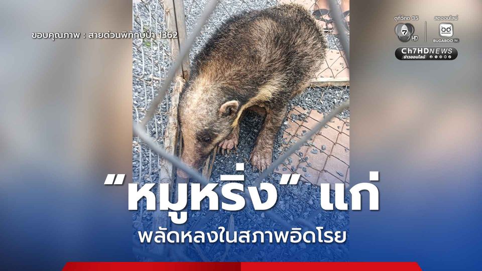 “หมูหริ่ง” แก่ พลัดหลงในสภาพอิดโรย