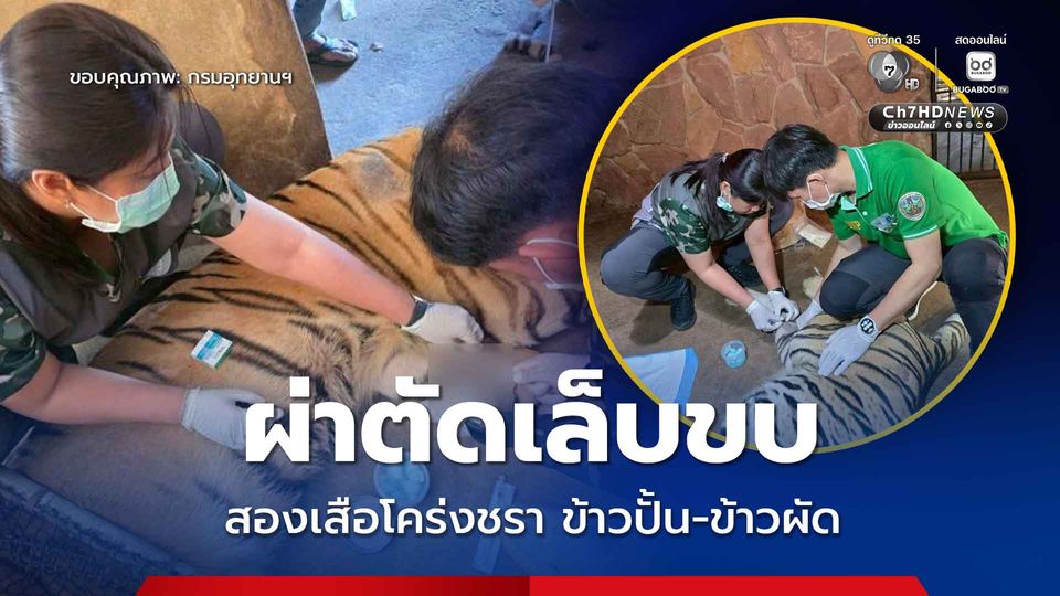 เสือโคร่งชรา 2 ตัว “ข้าวปั้น” และ “ข้าวผัด” ฟื้นตัวแข็งแรงดี หลังทีมสัตวแพทย์ “ผ่าตัดเล็บขบ” ให้ 