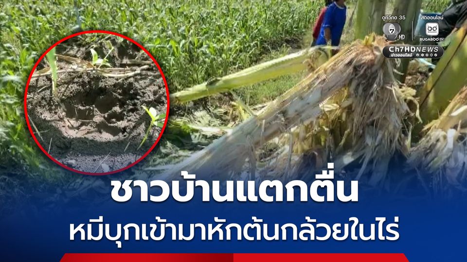 ชาวบ้านแตกตื่น หมีบุกเข้ามาหักต้นกล้วยในไร่