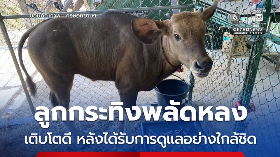 ลูกกระทิงพลัดหลงเติบโตดี น้ำหนักเพิ่มเกือบเท่าตัว หลังได้รับการดูแลอย่างใกล้ชิด