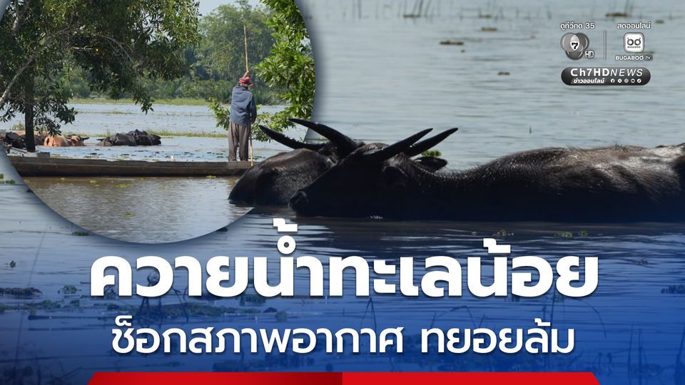 พัทลุง ควายน้ำทะเลน้อย ช็อกสภาพอากาศทยอยล้มป่วย