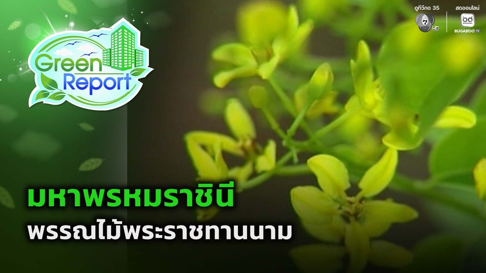 Green Report : มหาพรหมราชินี พรรณไม้พระราชทานนาม