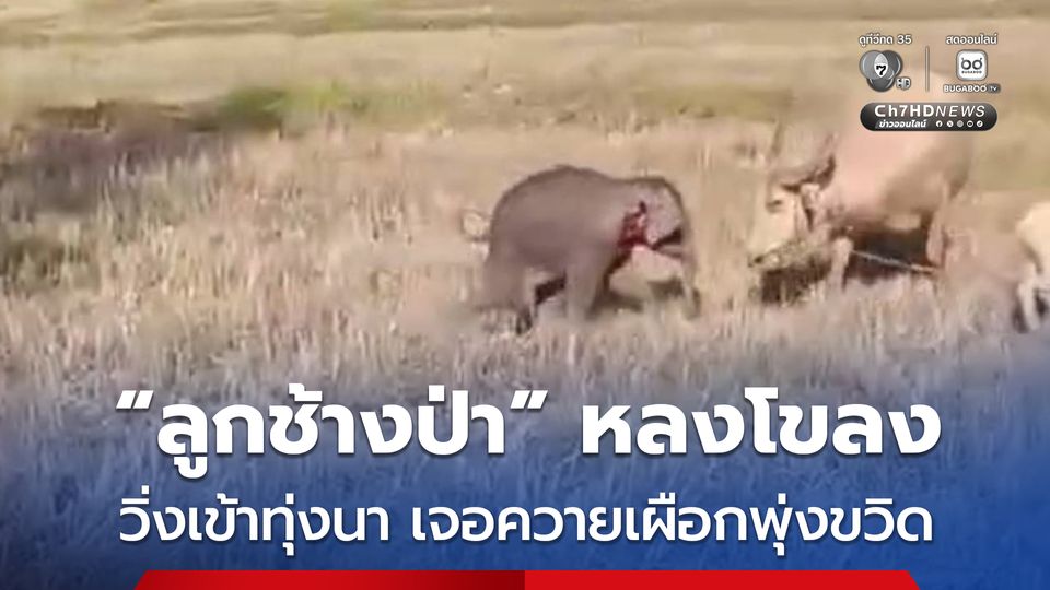 “ลูกช้างป่า” หลงโขลง เจอควายเผือกของชาวบ้านพุ่งขวิด ก่อนเจ้าหน้าที่ช่วยพากลับโขลงได้สำเร็จ 