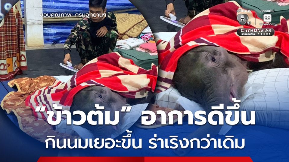 ลูกช้างป่า “ข้าวต้ม” อาการดีขึ้นต่อเนื่อง กินนมเพิ่มขึ้น ร่าเริงกว่าเดิม แต่ยังต้องประเมินอาการรายวัน