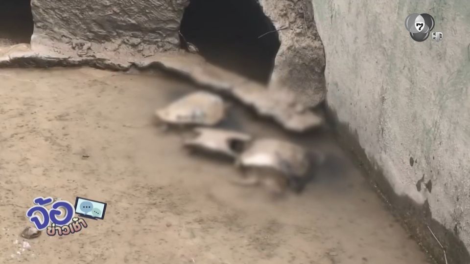 เต่าตายนับพันตัว หลังน้ำท่วมใหญ่