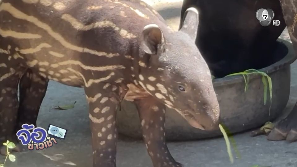น้องแตงไทย ลูกสมเสร็จสวนสัตว์เปิดเขาเขียว ได้ชื่อแล้ว