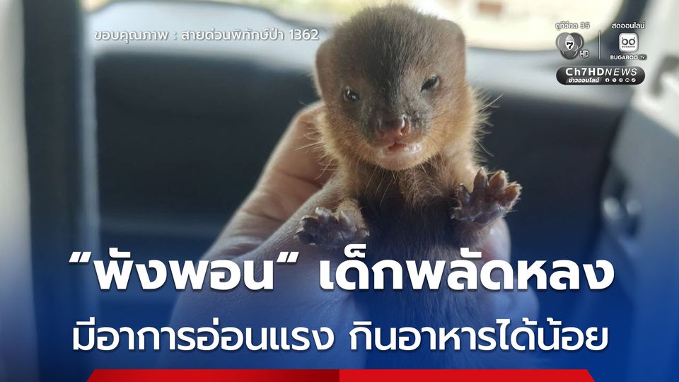 “พังพอน” เด็กพลัดหลง มีอาการอ่อนแรง กินอาหารได้น้อย