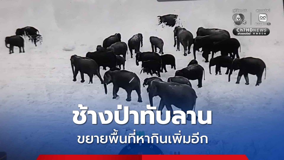 ช้างป่าทับลาน กว่า 140 ตัว ยังออกสร้างความเสียหายรายวัน ล่าสุดขยายพื้นที่วงหากินเพิ่มอีก 1 ตำบล