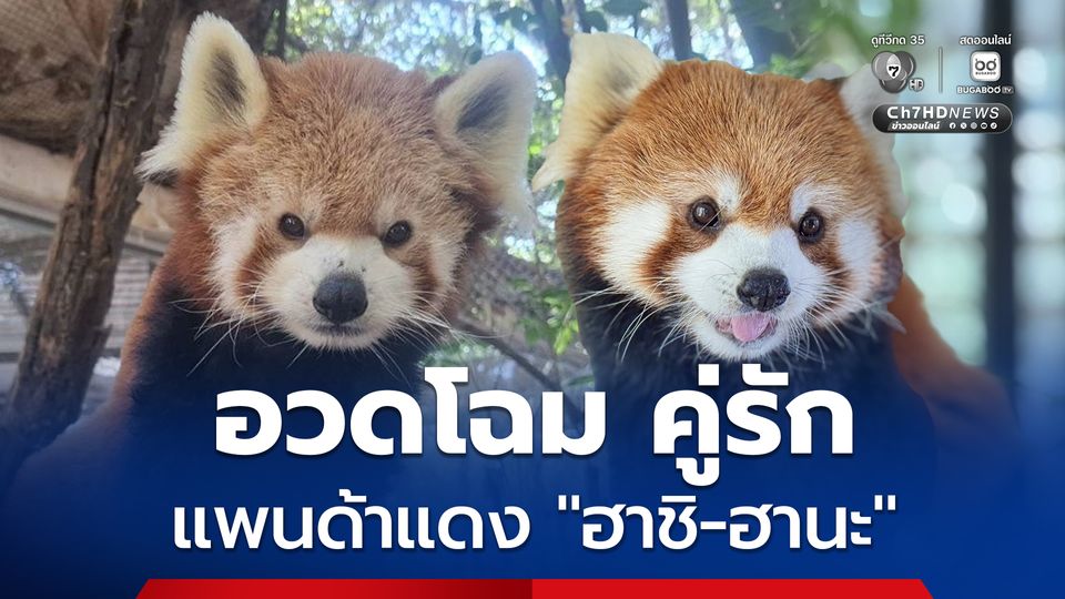 สวนสัตว์เปิดเขาเขียว อวดโฉม "คู่รักแพนด้าแดง ฮาชิ-ฮานะ" ต้อนรับวันพ่อ เด็กเข้าชมฟรี 5 ธ.ค.นี้ 