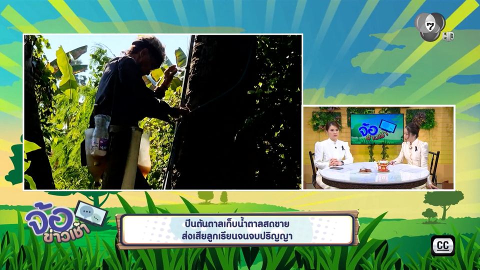 ปีนต้นตาลเก็บน้ำตาลสดขาย ส่งเสียลูกเรียนจนจบปริญญา