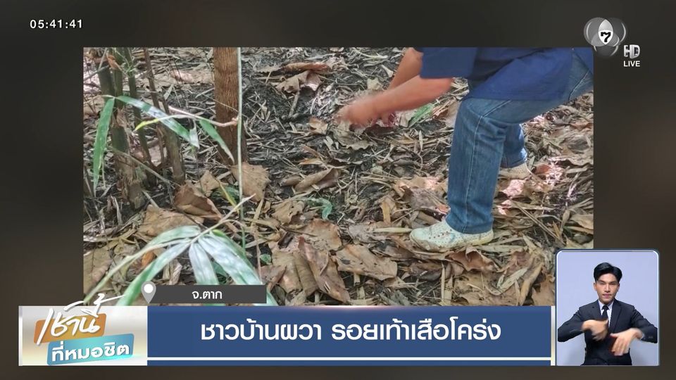 ชาวบ้านผวา รอยเท้าเสือโคร่ง จ.ตาก