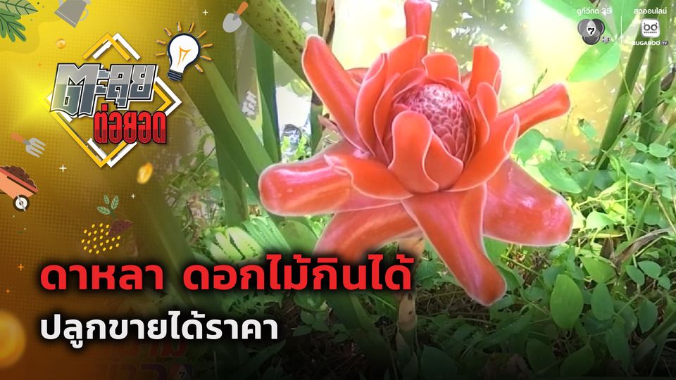 ตะลุยต่อยอด : ดาหลา ดอกไม้กินได้ ปลูกขายได้ราคา