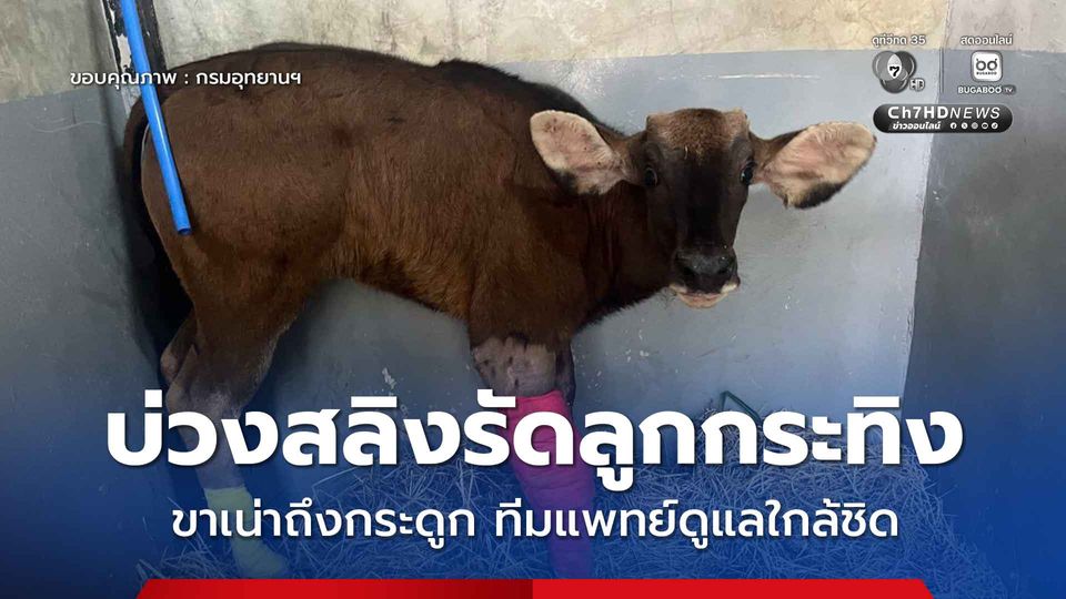 บ่วงสลิงรัดลูกกระทิงเขาใหญ่ ขาเน่าถึงกระดูก ทีมแพทย์ระดมช่วยชีวิตพร้อมดูแลอย่างใกล้ชิด