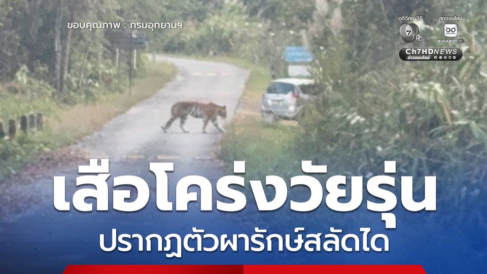 เสือโคร่งวัยรุ่น ปรากฏตัวผารักษ์สลัดได จ.ปราจีนบุรี พบเป็นพฤติกรรมธรรมชาติ เตือนประชาชนระวังแต่ไม่ต้องตระหนก 
